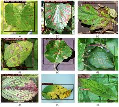 Potato Disease Classification